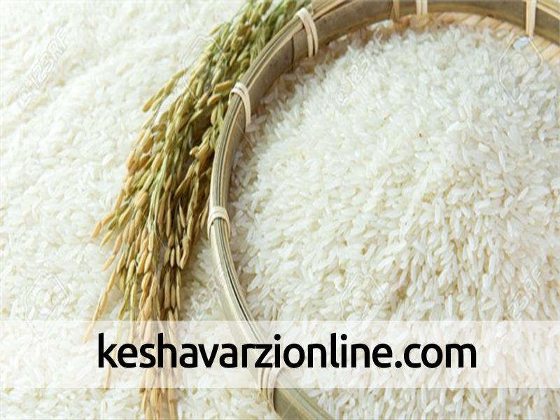 برنج تولید برنج در لنگرود کاهش یافت