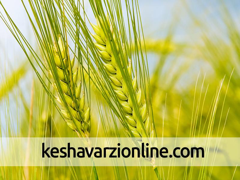  افزایش صادرات گندم رومانی