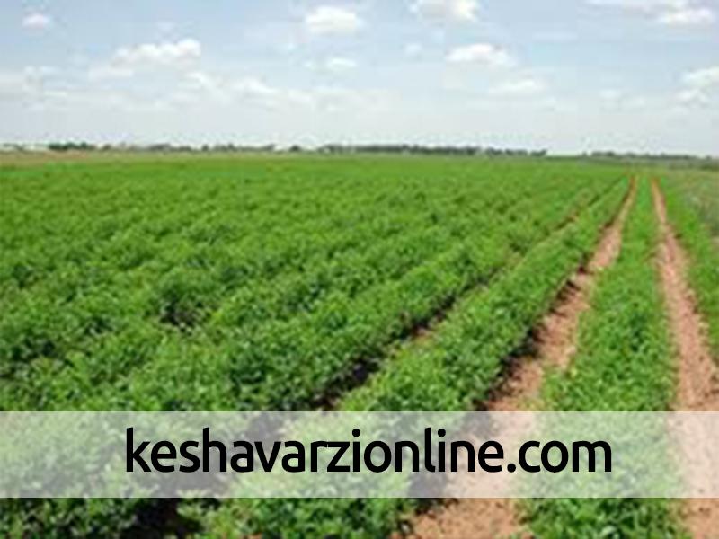 بیش از 2 هکتار از اراضی باغی و زراعی شهرستان های اسلامشهر و ورامین به چرخه کشاورزی بازگشت