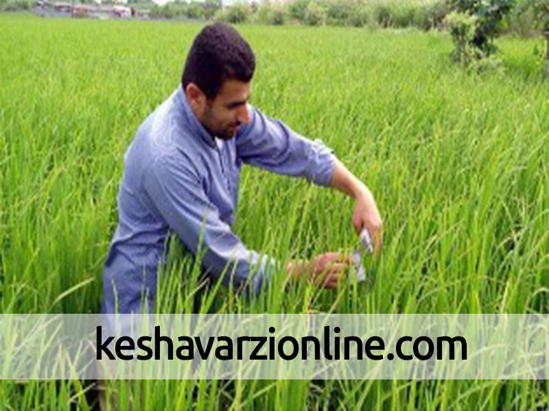 مبارزه با آفت کرم ساقه خوار برنج در شالیزارهای تالش