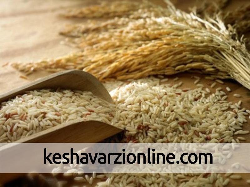 سهم بیش از 40 درصدی شهرستان نکا از کشت برنج ارگانیک در مازندران