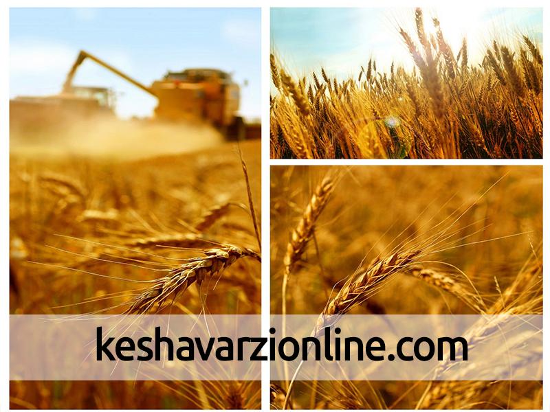 48 هزار تن گندم از کشاورزان قزوین خریداری شد