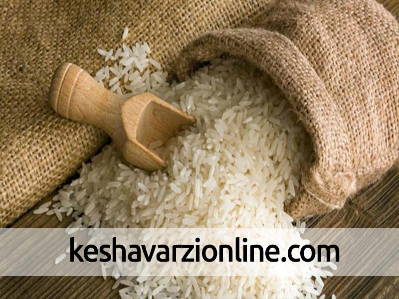 ایران از اروگویه برنج وارد کرد