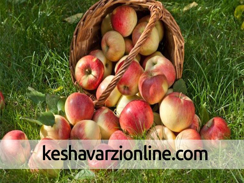 زنجیره تولید و تجارت سیب نیمه دوم سال راه اندازی می‌شود