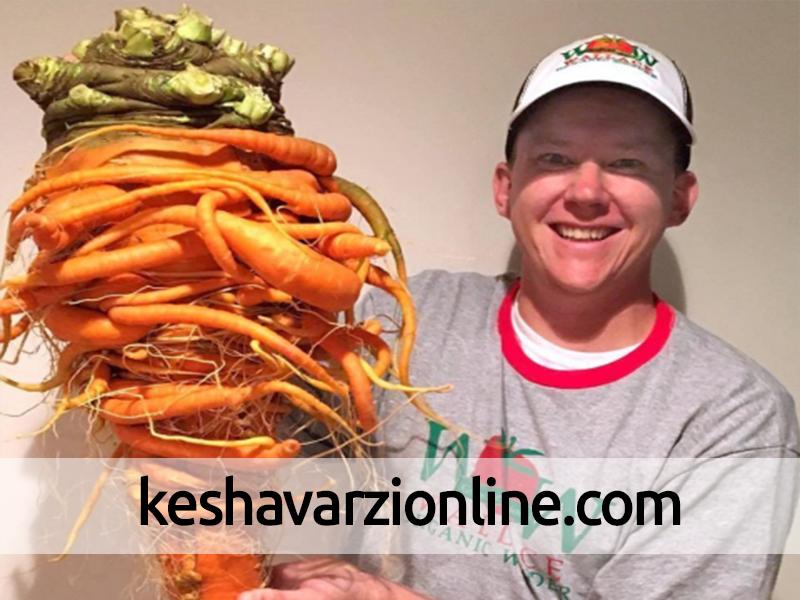 بزرگترین هویج جهان در دستان مرد سبز انگشتی