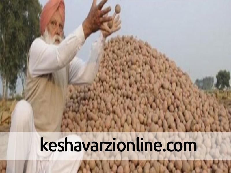 همه‌چیز درباره واردات سیب‌زمینی هندی