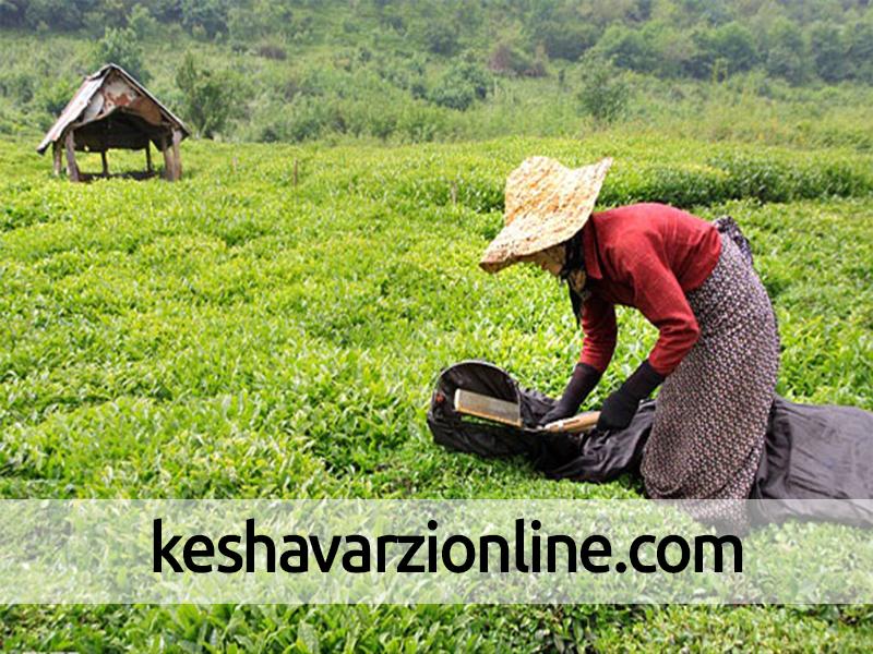 تولید چای از 70 هزار تن به 20 هزار تن رسیده است 