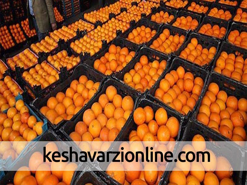 پای پرتقال مصری به بازار باز شد