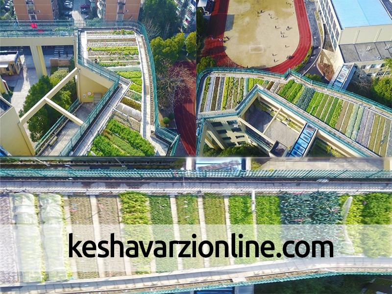 پرورش محصولات کشاورزی روی سقف یک مدرسه در چین