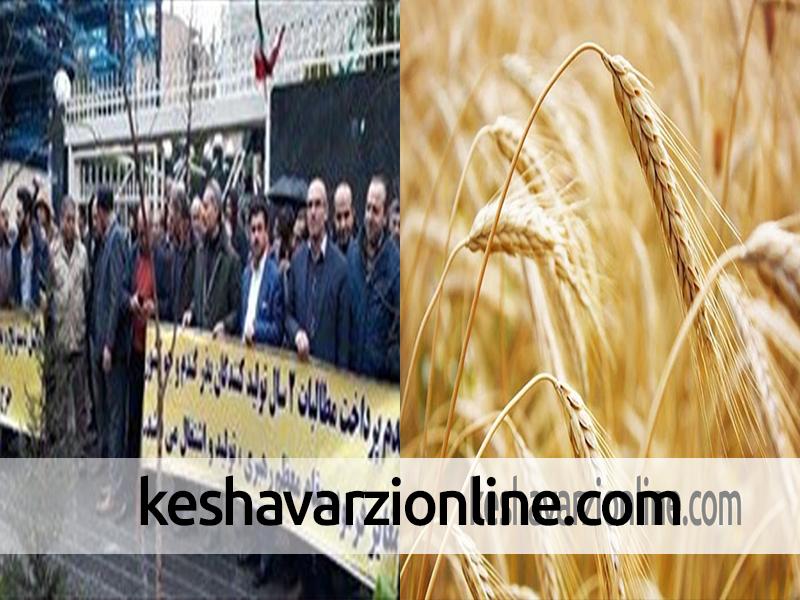 تجمع تولیدکنندگان بذر گندم مقابل وزارت کشاورزی