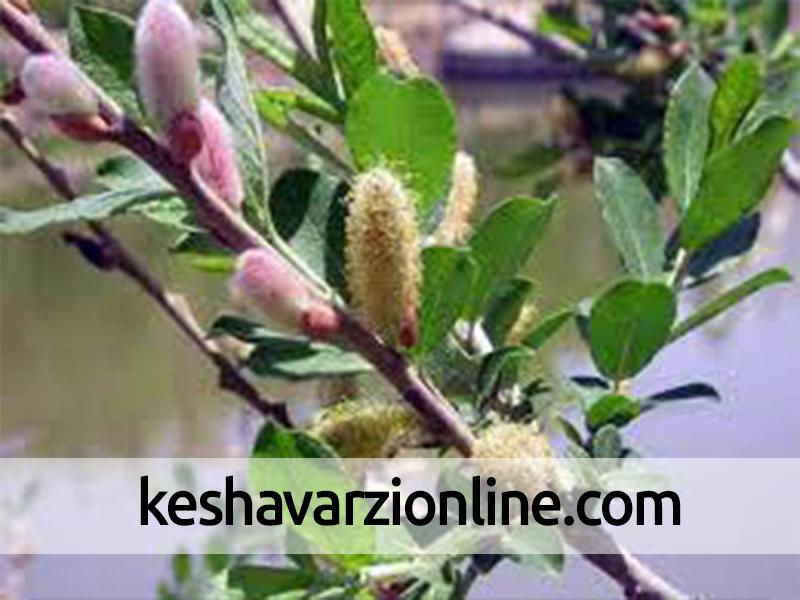 برداشت شکوفه های درختچه بیدمشک در آذربایجان غربی
