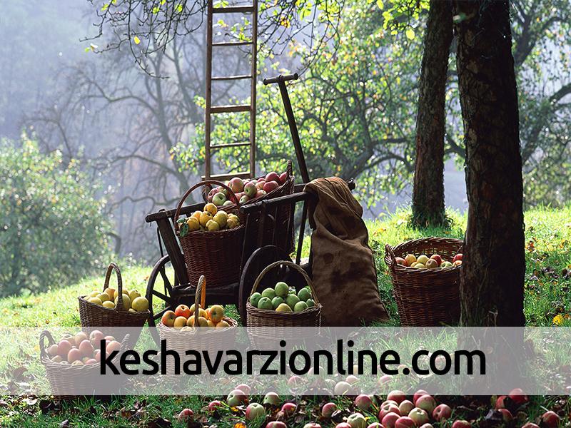 زمان مناسب سمپاشی درختان هلو ، سیب ،گوجه سبز ،گلابی 