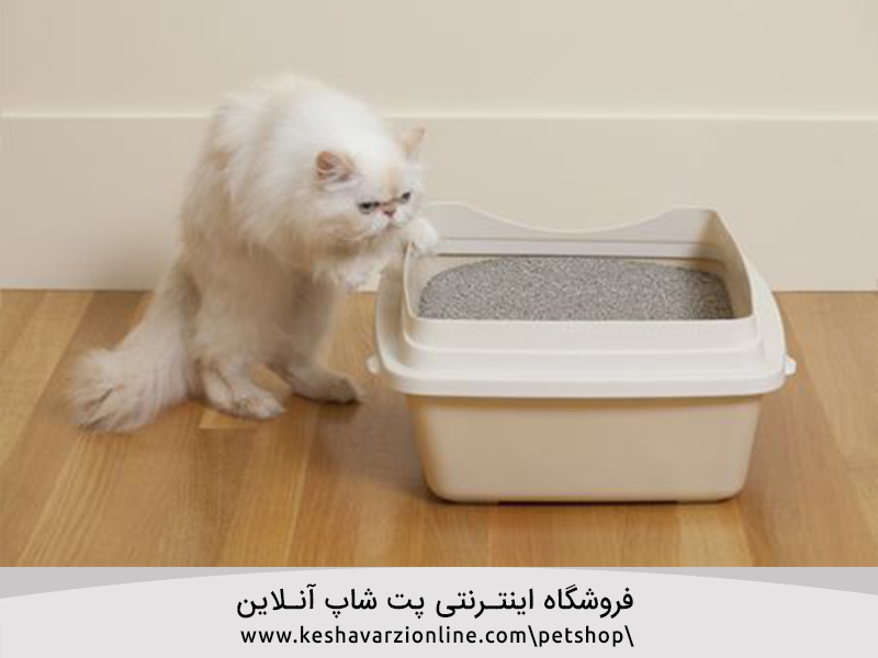 ظرف خاک گربه را کجا قرار دهیم؟