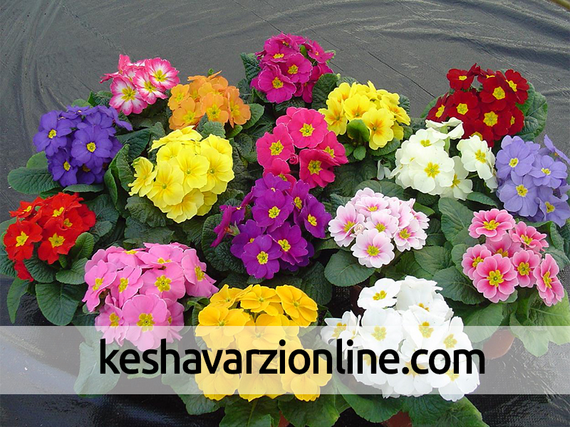 صادرات 10 هزار اصله گل و گياه زينتي از نوشهر به خارج کشور