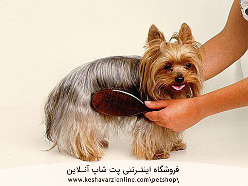 10 سگی که ریزش مو نداشته باشد کدام نژادها هستند