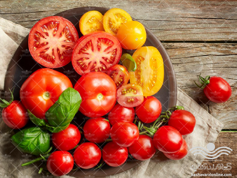 برنامه کامل تغذیه گوجه فرنگی