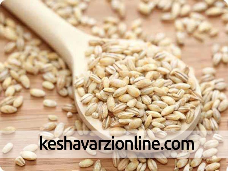 توزیع بیش از 4 میلیون کیلوگرم بذرهای اصلاح شده در مازندران