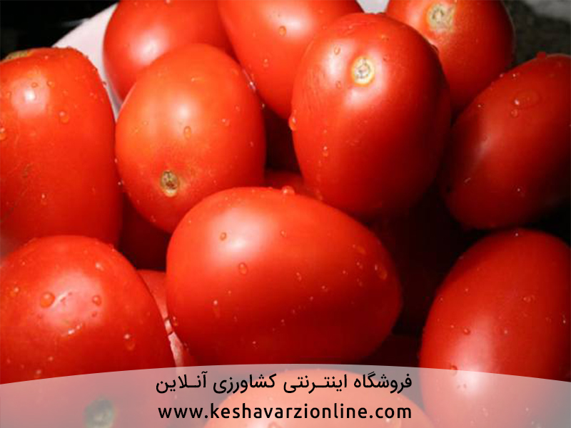 مهم ترین آفات و بیماری گوجه فرنگی گلخانه ای