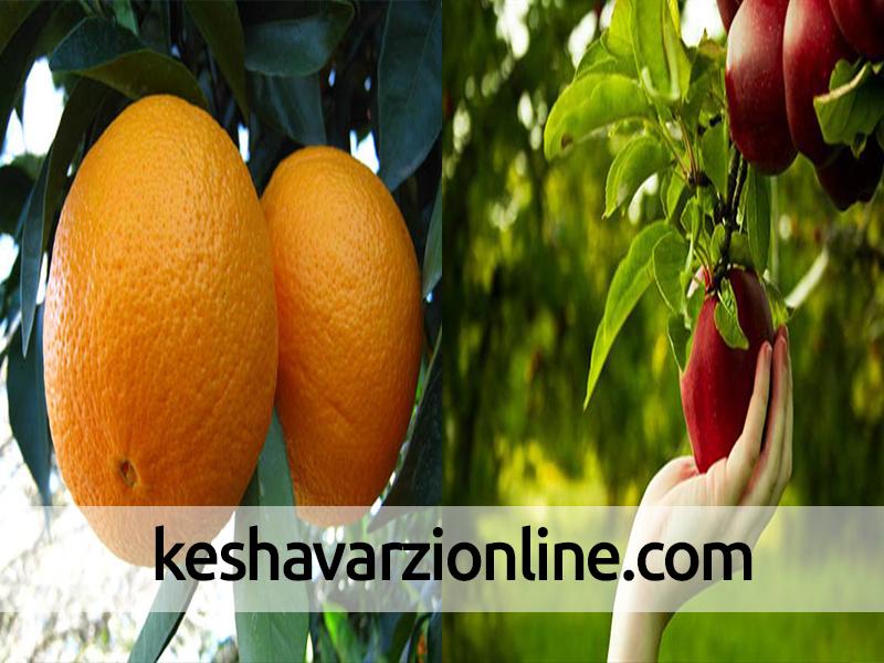 توزیع بیش از 100 هزار کیلو پرتقال و سیب در فیروزکوه