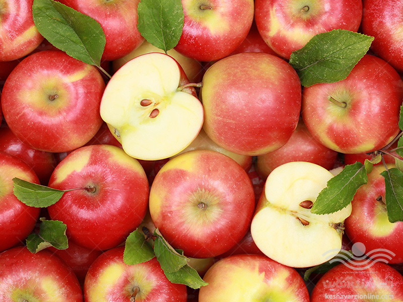 برنامه کامل تغذیه سیب درختی