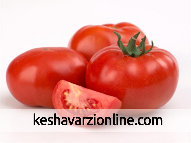 تلاش کشاورز میر جاوه ای در صادرات گوجه ارگانیک