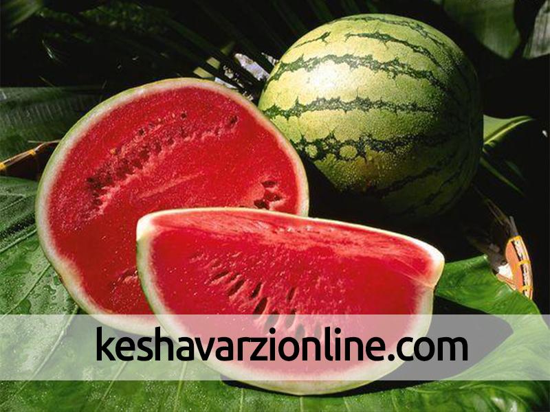 استفاده از پودر بهداشتی برای رشد هندوانه