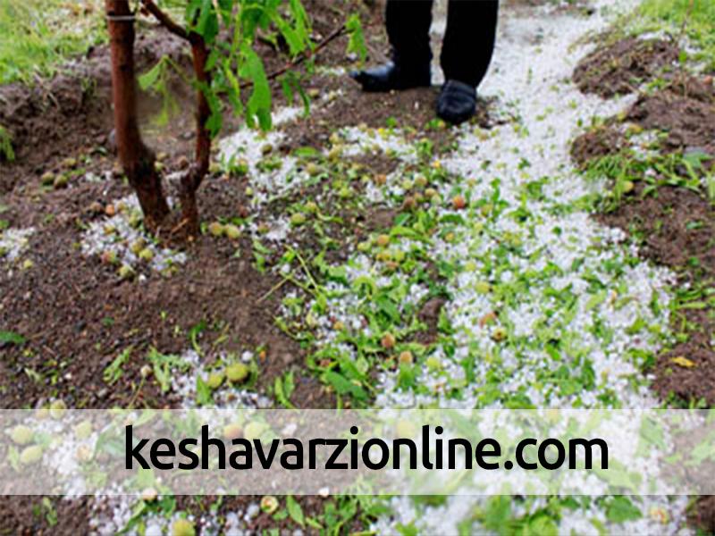 بارش تگرگ و خسارت به محصول زردآلوی ابرکوه