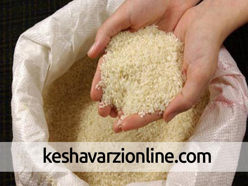 احتمال افزایش تولید برنج سفید در گیلان