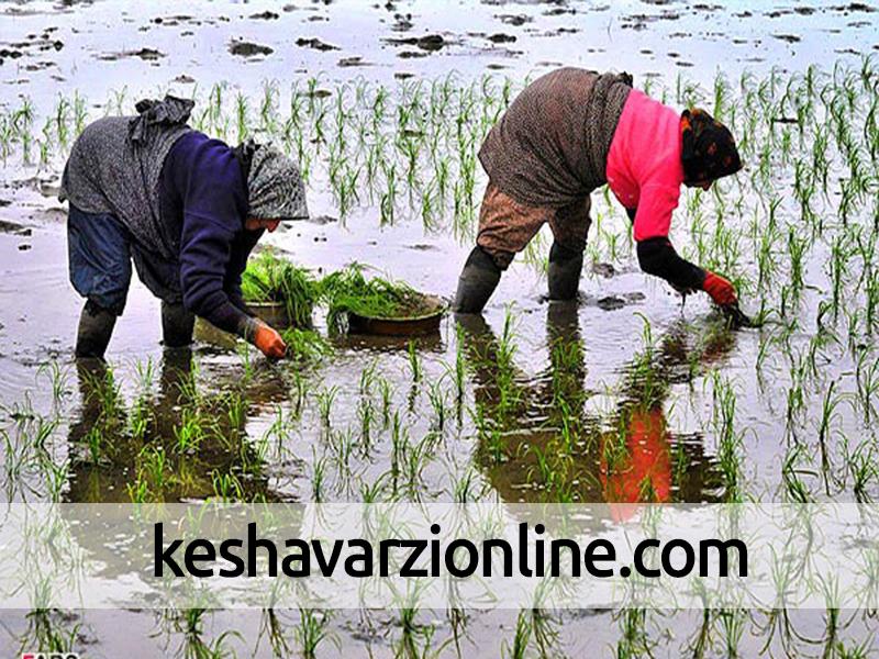 خزانه گیری برنج در شالیزارهای شهرستان قزوین