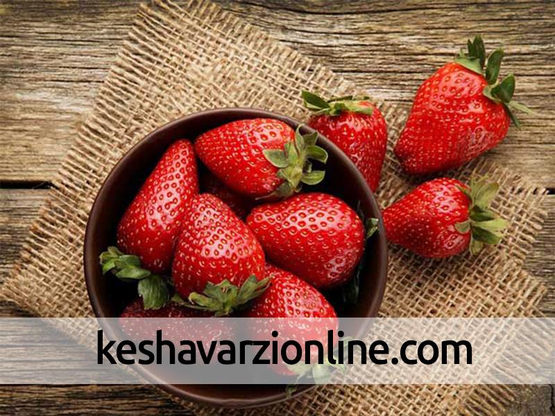 برداشت توت فرنگی در مزارع کردستان آغاز شد