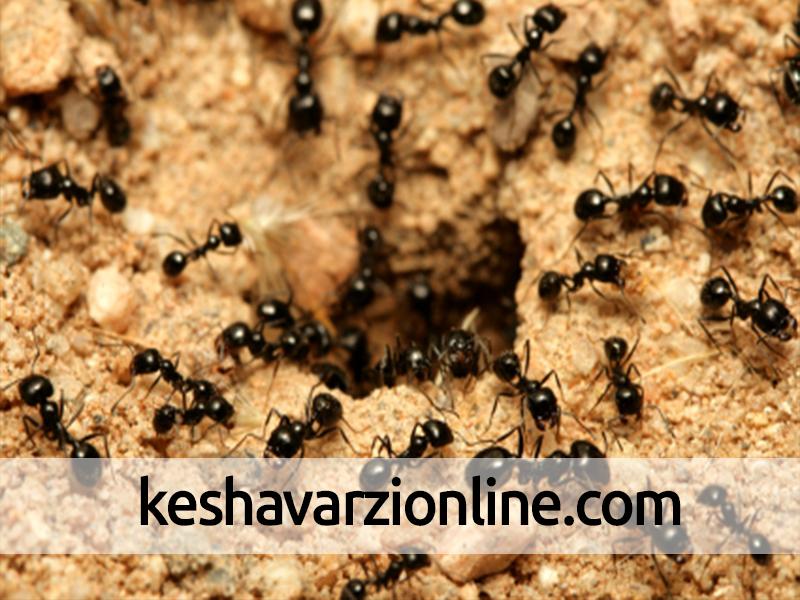 استفاده از گیاه دریایی برای کشتن مورچه‌های مهاجم