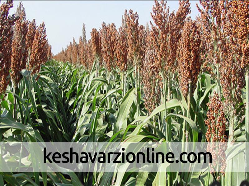 تولید 100 درصد سورگوم بذری کشور در استان اردبیل