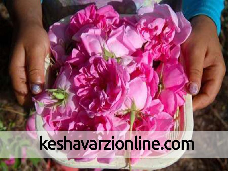 برداشت گل محمدی در مناطق گرم استان اصفهان آغاز شد