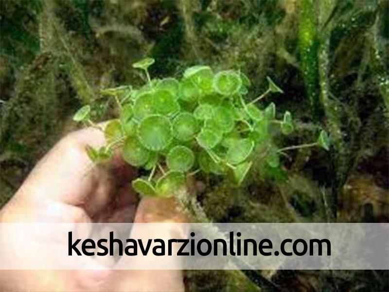شناسایی 150 گونه جلبک در سواحل استان بوشهر