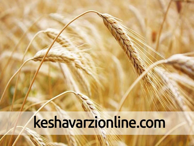 صدور 160 هزار تن گندم از خوزستان به خارج کشور