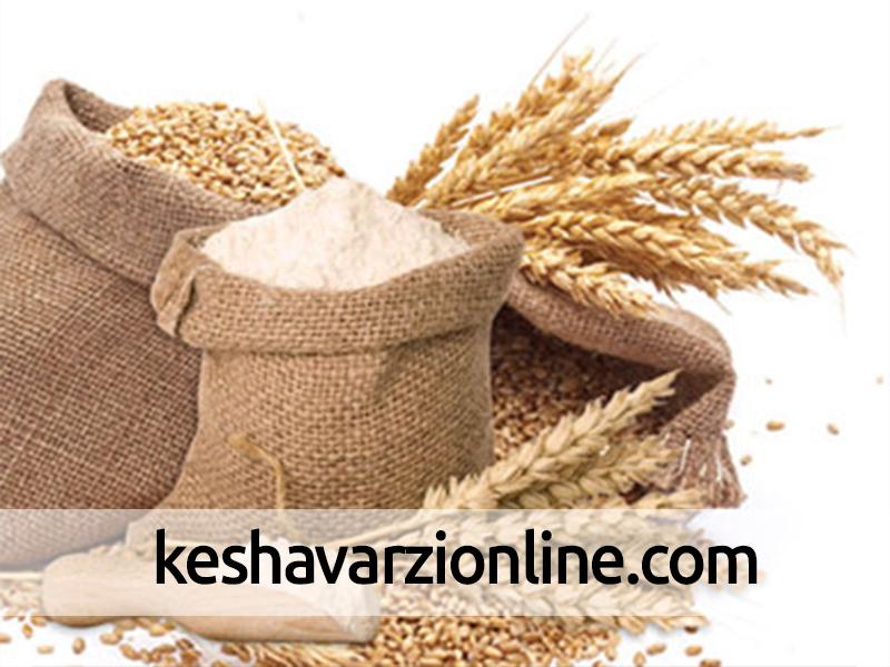 میزان افزایش قیمت خرید تضمینی برنج بیشتر از گندم و دانه‌های روغنی