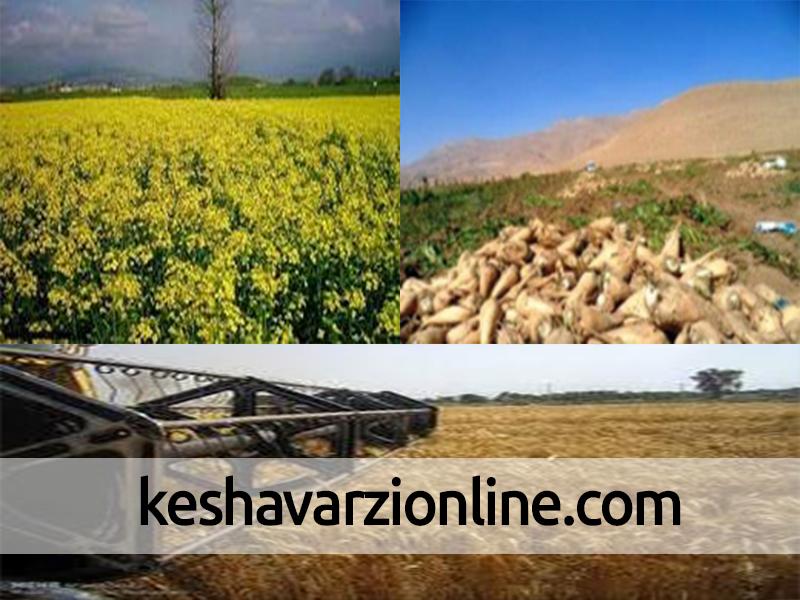کشت گیاهان علوفه‌ای در ۵۰ هکتار از اراضی کشاورزی شهرستان قزوین
