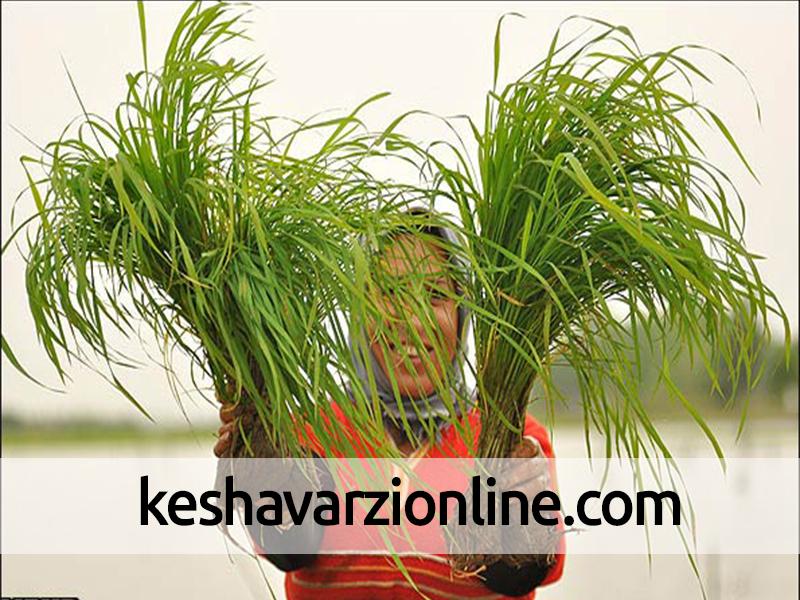 ظهور اولین خوشه های برنج در شهرستان لاهیجان