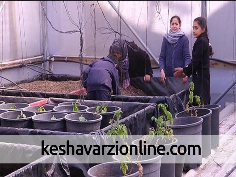 کشاورزی بر بام منازل ابتکار تازه مردم غزه