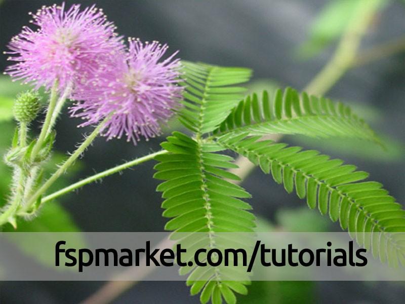 گیاه قهر و آشتی Mimosa pudica