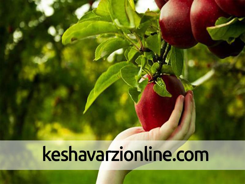 افزایش 40 درصدی صادرات سیب درختی آذربایجان غربی