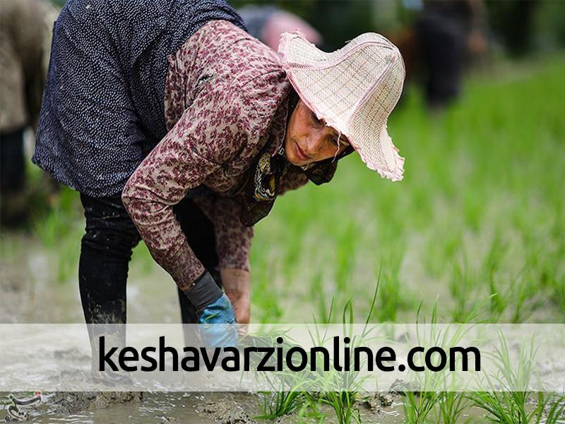 برداشت برنج و آغاز نشا مجدد در سرخ‌رود