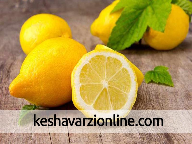 پیش‌بینی برداشت 120 تن لیمو ترش عمانی از باغات ماژین