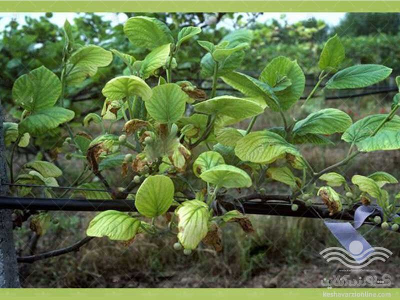 اثرات کمبود عناصر کم مصرف در گیاه کیوی