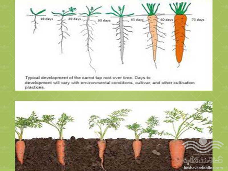 مراحل رشدی گیاه هویج
