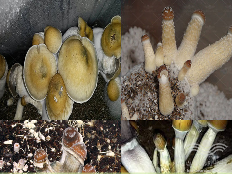 mushroom-pests-and-fungal-diseases3