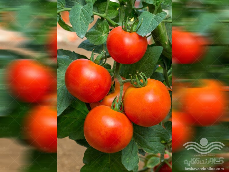 دوره رشد میوه گوجه فرنگی