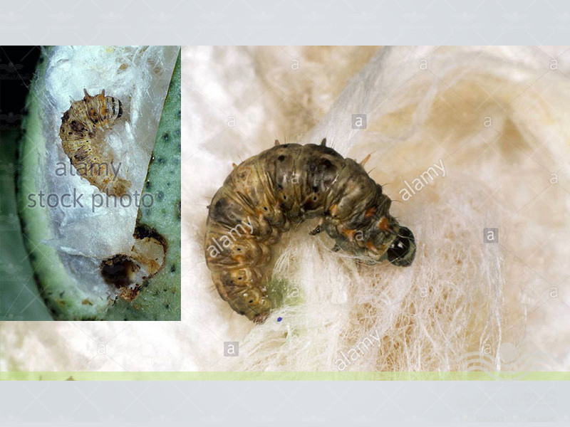 spiny-cotton-bollworm3