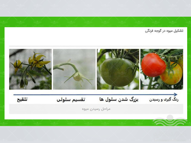 tomato-cultivation3