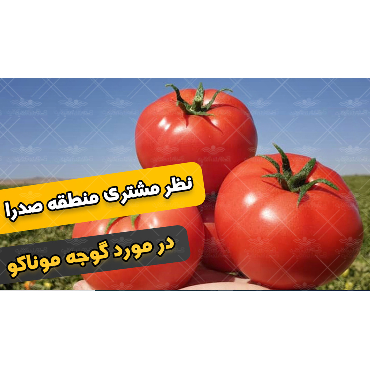 نظر مشتری در مورد بذر گوجه موناکو